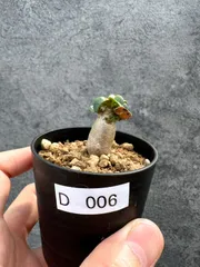 【現品限り】アデニウム・DHA 獅子葉 葉巻 美肌【D6】 Adenium DHAのサムネイル