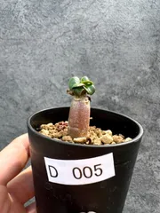 【現品限り】アデニウム・DHA 獅子葉 葉巻 美肌【D5】 Adenium DHAのサムネイル