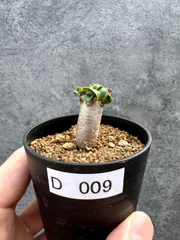 【現品限り】アデニウム・DHA 獅子葉 葉巻 美肌【D9】 Adenium DHAのサムネイル