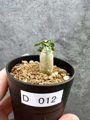 【現品限り】アデニウム・DHA 獅子葉 葉巻 美肌【D12】 Adenium DHAのサムネイル