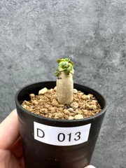 【現品限り】アデニウム・DHA 獅子葉 葉巻 美肌【D13】 Adenium DHAのサムネイル