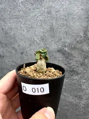 【現品限り】アデニウム・DHA 獅子葉 葉巻 美肌【D10】 Adenium DHAのサムネイル