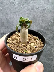 【現品限り】アデニウム・DHA 獅子葉 葉巻 美肌【D11】 Adenium DHAのサムネイル