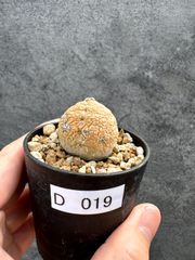 プセウドリトス ミギウルティヌス（大株/双頭）鉢植え - メルカリ