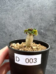 【現品限り】アデニウム・DHA 獅子葉 葉巻 美肌【D3】 Adenium DHAのサムネイル