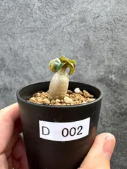 【現品限り】アデニウム・DHA 獅子葉 葉巻 美肌【D2】 Adenium DHAのサムネイル