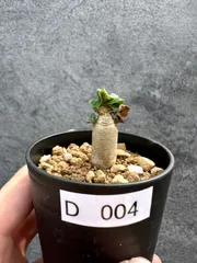 【現品限り】アデニウム・DHA 獅子葉 葉巻 美肌【D4】 Adenium DHAのサムネイル