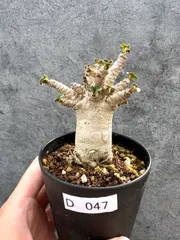 【現品限り】アデニウム・DHA 獅子葉 葉巻 美肌 実生【D47】 Adenium DHAのサムネイル