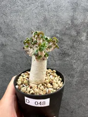 【現品限り】アデニウム・DHA 獅子葉 葉巻 美肌 実生【D48】 Adenium DHAのサムネイル