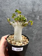 【現品限り】アデニウム・DHA 獅子葉 葉巻 美肌 実生【D49】 Adenium DHAのサムネイル