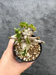 【現品限り】アデニウム・DHA 獅子葉 葉巻 美肌 実生【D51】 Adenium DHAのサムネイル