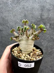 【現品限り】アデニウム・DHA 獅子葉 葉巻 美肌 実生【D52】 Adenium DHAのサムネイル