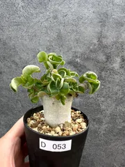 【現品限り】アデニウム・DHA 獅子葉 葉巻 美肌 実生【D53】 Adenium DHAのサムネイル