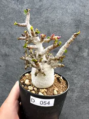 【現品限り】アデニウム・DHA 白肌 獅子葉 葉巻 美肌 実生【D54】 Adenium DHAのサムネイル