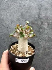【現品限り】アデニウム・DHA 獅子葉 葉巻 美肌 実生【D50】 Adenium DHAのサムネイル