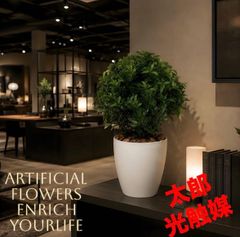 光触媒 観葉植物 ウォールグリーン フェイクグリーン ゴールドクレスト