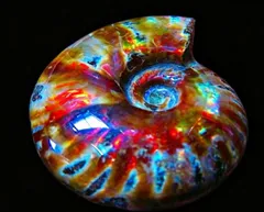 2026年最新】オウムガイの殻の人気アイテム - メルカリ
