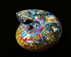 墓場の画廊 カエルーマ クラック 蓄光 ソフビ - メルカリ