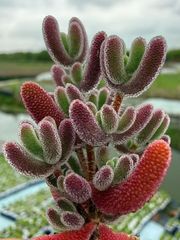 速達便付き 多肉植物 ドロサンテマム キラキラIce crystal 大株 抜き苗