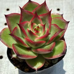 美苗!黒壇エボニー 抜き苗 エケベリア 多肉植物 - メルカリ