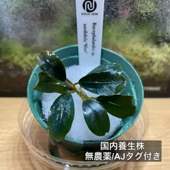 【AJタグ付】sp. sordidula 