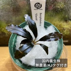 ブセファランドラ.sp クダガン 水上株2ポットセット［9］【無農薬