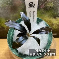 2026年最新】一際輝くの人気アイテム - メルカリ