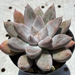 多肉植物 大苗❣️チェリークイーン【抜き苗】 - メルカリ