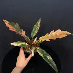 セール】アグラオネマ メデューサ 約3.5号鉢 No.001 - メルカリ