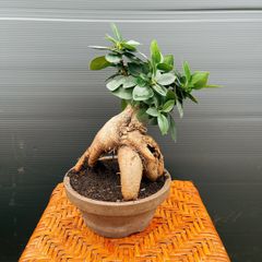 在庫］キンコウボク 7号 観葉植物 屋外 珍しい 金厚朴 香水 花
