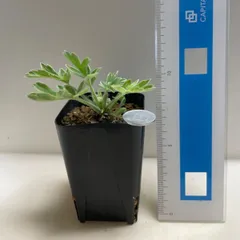 2026年最新】観葉植物 塊根植物・コーデックスの人気アイテム - メルカリ