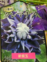 壺型クレマチス【藍玉】3.5寸苗　竹間園芸様育種株 壺型クレマチス【藍玉】3.5寸苗 竹間園芸様育種株