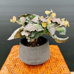 在庫］キンコウボク 7号 観葉植物 屋外 珍しい 金厚朴 香水 花