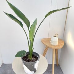 アロカシア ブラックゼブリナ 鉢付き - メルカリ