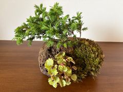 ツバキ メルカリ - 苔付き 陶器鉢 サツキの盆栽 苔付き 陶器鉢 中型盆栽 盆栽