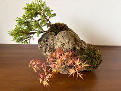早い者勝ち 自然石付き真柏 長寿梅 雄大 豪快 見応えあり - メルカリ
