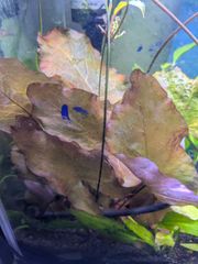 メルカリ便 xyris sp red水中葉子株1株 水草 ADA 水槽 - メルカリ