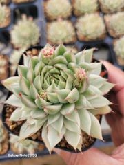 ☆多肉植物 ペガサス エケベリア 韓国苗☆ - メルカリ