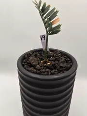 エンセファラルトス ホリダス　ドワーフリーフ！実生！鉢上12cm !塊茎2cm◆Encephalartos horridus dwarf no19のサムネイル