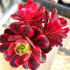 2026年最新】アエオニウム 多肉植物の人気アイテム - メルカリ