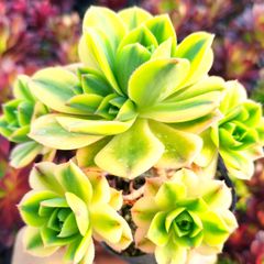 多肉植物 アエオニウム 夕映え 群生 抜き苗 - メルカリ