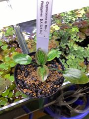 Cryptocoryne sp. philippines min-2【LA便】 - メルカリ
