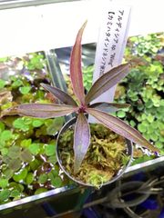 Bucephalandra sp