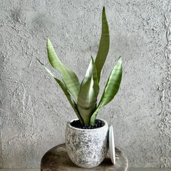 Top【選抜株】多肉植物 361936サンセット クラウン 6個 鉢無し/脱土