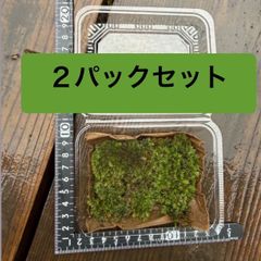 天然苔 無農薬 ホソバオキナゴケ アラハシラガゴケ等 ヤマゴケ - メルカリ