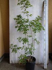 【花終わりSALE】どっしり株♡和花♡牡丹【白雪山】(せっぱくざん) 花終わりSALE】どっしり株♡和花♡牡丹【白雪山】(せっぱくざん
