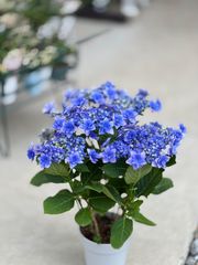 Ｏ３－１ヤマシャクヤク【花魁】実生からのセルフ交配苗 O3－1ヤマシャクヤク【花魁】実生からのセルフ交配苗 - メルカリ
