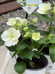 花苗】PW正規品 ラグランジア ブライダルシャワー タグ付き 鉢ごと発送