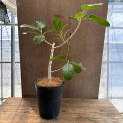 沖縄産　ゴムの木　フィカス　アルテシマ 曲がり　プレゼント　お祝い　観葉植物 沖縄産 ゴムの木 フィカス アルテシマ 曲がり プレゼント お祝い 観葉