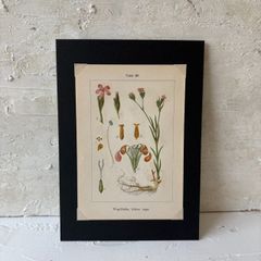 ボタニカルアート 植物図鑑 リトグラフ アンティーク 原画 絵画 アート